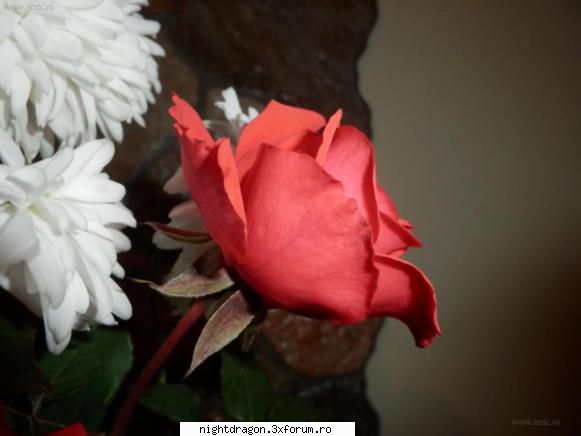 trandafir flori - galerie foto