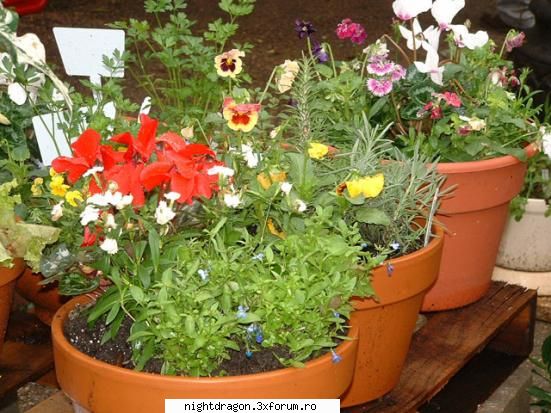 Foto flori apartament - NightDragon - Plante , Flori