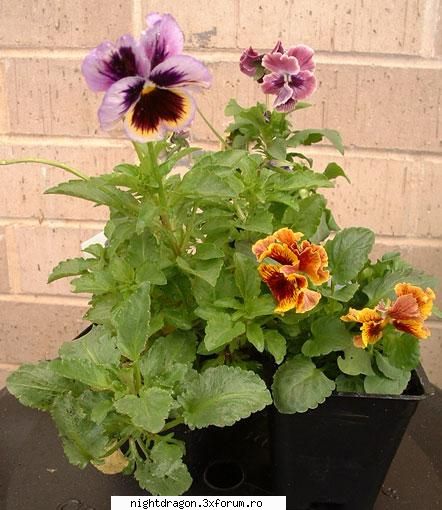 Foto flori apartament - NightDragon - Plante , Flori