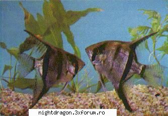 in aceasta rubrica puteti posta foto cu pesti exotici. foto pesti exotici
