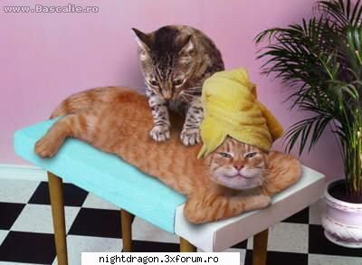 Funny 1 - ora de relaxare - Amuzante