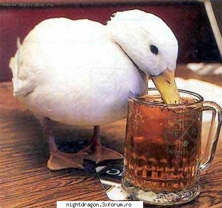 Funny 1 - ratusca alcoolica - Amuzante