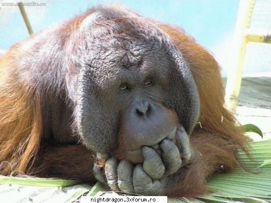 Funny 1 - meditatie profunda - Amuzante