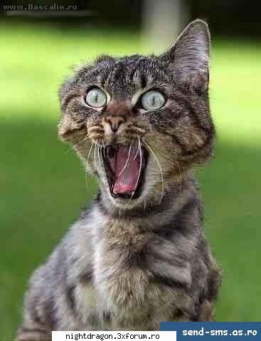 Funny 1 - Ajutooooor! Fantomaaaaaaaaaa! - Amuzante