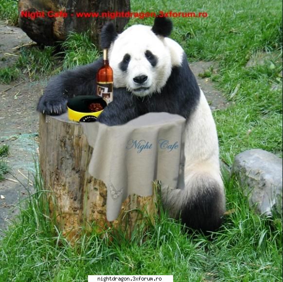 Funny Photos - NightDragon - Amuzante