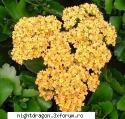 este o planta de marime mica dar care nu este foarte la lumina inflorind aproape in toata perioada
