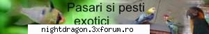 banere rubrici - NightDragon - Arhiva Imagini Forum