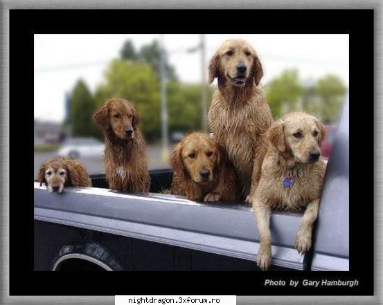 friends - o familie fericita:) - Amuzante